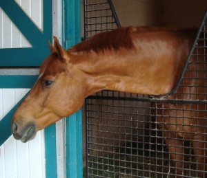 horse looking out stall