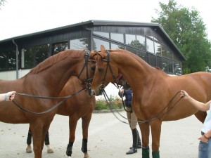 Horses nostril to nostril talking, smelling